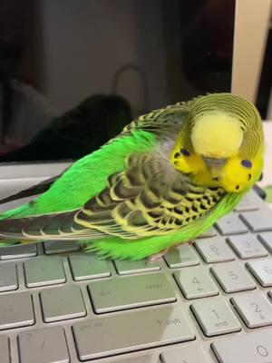 Parakeets For Beginners  #budgie #parakeet #budgielife #parrotmama #parrotsoftiktok #petbird #parakeetbird #birdtiktok #birdsounds #birddancing #parrotmama