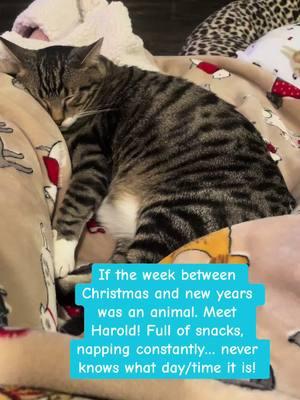 #weekbetweenchristmasandnewyears #tabby #tabbycat #tabbycatsoftiktok #tabbycats #tabbysoftiktok #catsoftiktok #funnycat #sillycat #funnypet #sillypet 