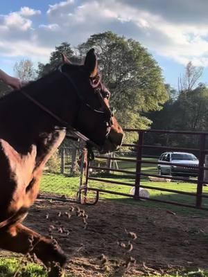 ##capcut #fypage #capcutvelocity #funknocapcut #equestrian #barrelracer #funk #horseintraining #horserider #viralvideo_07 #viral #meme #newhorse #rodoetok #oldhorse #horse #wheneverwherever #horseriders 