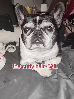 thats a fail if there is one.. #curlyhairfail #CapCut #frenchiemixes #frenchton 