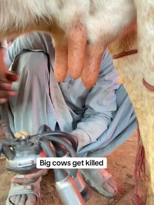 Big cow get milked #tiktokanimal #tiktokclip #PetsOfTikTok #petmilk #creatorsearchinsights 