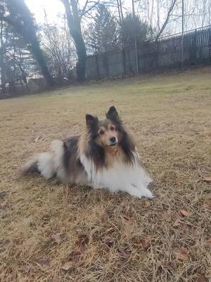 #FollowingFeather #shetlandsheepdog #shetlandsheepdogoftiktok #shelties #dogs #fieldofdreams #Feather #newyearseve #dogsoftiktok #puppylove 