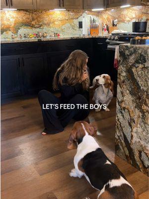 any tips on the barking are appreciated! I feel like we are still earning his trust so it’s hard to teach him things. #dogfeeding #rescuedog #bassethounds #morningroutine 