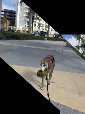 #follow #dogs #dog #dogsoftiktok #sighthound #whippetprincess #sighthoundsoftiktok 