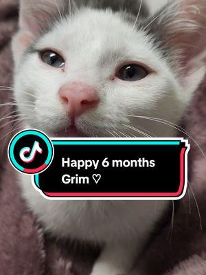 I cannot believe it's almost been 6 months that we have had you Grim!!! Love you so much lil man ♡♡♡ #catdistributionsystem #catsoftiktok #rescuecat 