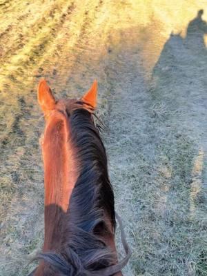 Please Play Me is officially in Michigan! Losing his sire, Compaq Player, was devastating and I know “Archie” will carry on the legacy. His father was my heart horse and he is definitely earning the same title. #quarterhorse #compaqplayer #rafterlazyequarterhorses #homeraised #fyp #michigancheck 