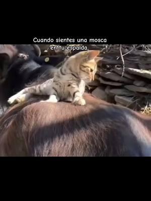 Cuando sientes una mosca en tu espalda. Cocazo  #cocaso#😂 #videoviralll #gatitos #mosca#cocazo