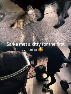 #dog #cat #meeting #adorable #sarka #goodtemperament #goodgirl #gsd #mainecoonx #socute #feelgood #animals