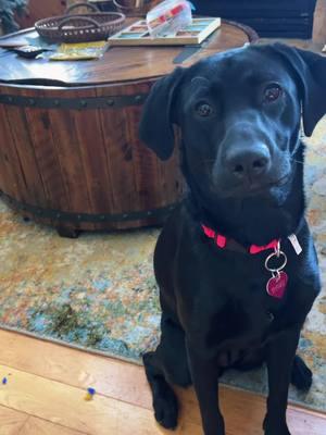 Forever my baby girl 🩷🎀 #blacklab #blacklabrador #dogmom #imjustababy 