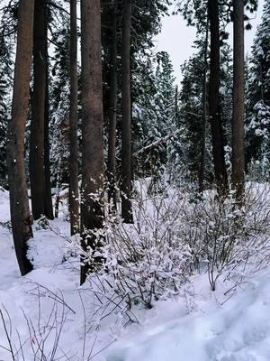 Just relax and breath.. just enjoy the view with me #fyp #winterwonderland #snowdays #californiavibes #peaceful #justbeinthemoment #soakintheview #clearyourmind 