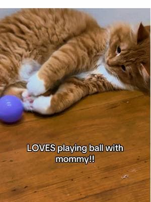 Such a good ball player!! #balls #playingtime #kitten #cutekitten #soccerplayer 