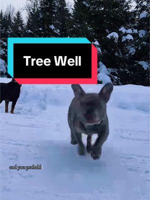 I can’t believe I found it!  Buried in old video is Burr’s first tree well (this was January 21, 2022).  #funnyvideo #treewell #frenchie #snow 