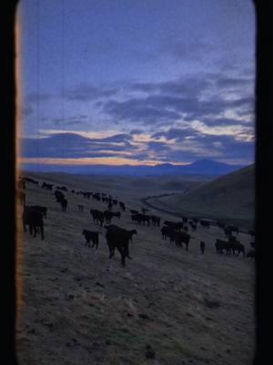 Bits and pieces of the Burkhart branding. #brandingcalves #fancyloopin #roping  #processingcattle #cowboy #ranchlife #cowboylife #family #neighbor  #california #cowboygal #westernlifestyle #justranchin  #beefitswhatsfordinner  #CapCut 