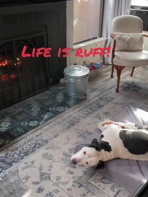 🎄✨ “New year, same Pongo priorities: naps by the fire 🔥 on his brand new Christmas bed 🎁. It’s 10 AM, and this king is already off-duty for 2024. #LivingTheDream #SpoiledAndLoved #PongoDaPit #NapGoals #PitbullLife”