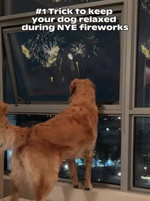 Keep your pup calm and safe this New Year’s Eve! 🎆🐾  Tune into DOGTV for soothing content that helps ease anxiety during fireworks. 🐶❤️  #DOGTV #NYE #DogSafety #HappyNewYear