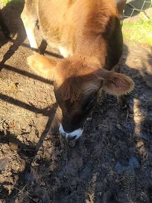 petunia wanted all the love at the end lol #cowcontent #junglecows #cowtok #calfcontent #needmorellamacontent #roadto10k 