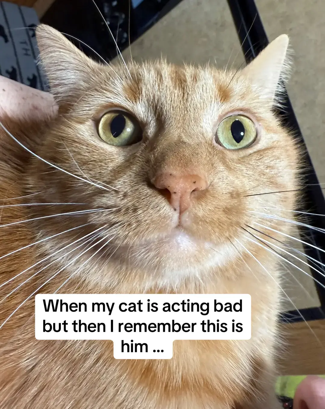 #fyp #makethisviral #foryou #foryoupage #catsoftiktok #orangecat #shela #funnycatsoftiktok #orangecatbehavior #orangekitten 