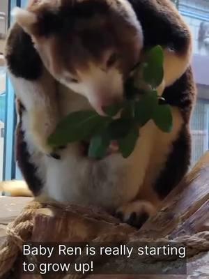 Baby Ren, the Matschie’s tree kangaroo @Roger Williams Park Zoo , is REALLY growing up! Her fur is coming in, showing the unique pattern that will make her face completely unique when compared to any other tree roo. Also, look at those claws! Thanks to keeper Khaz for the videos!!!! #fyp #fypage  #treekangaroo #treekangaroos #marsupial #kangaroo #kangaroos #wildlifephotography #zoo #zoos #zoopics #zoophotography #animal #animals #animalphotography #animalpics #zooanimal  #zooanimals #animalphotographers #animalsofinstagram #animallover #animallovers #savewhatyoulove 