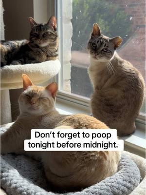 An important reminder for 2025!🥳 #fyp #catsoftiktok #cats #catswiththumbs #polydactylcat #fosterkittens #kittens #adoptdontshop #PetsOfTikTok #rescuecat #kittensoftiktok #polydactyl #trending #happynewyear #newyearseve 