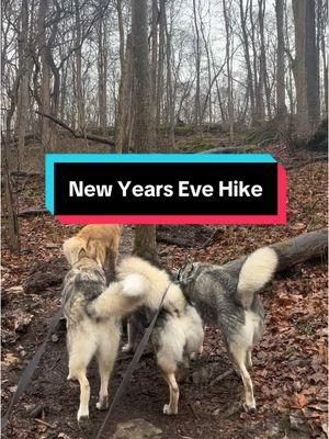 Part one of how I handle fireworks holidays with a sound sensitive dog - a long hike #dogs #dogsoftiktok #dogtok #hikingdog #hikingwithdogs #Hiking #glenhelen #yellowsprings #soundsensitivity #dogbehavior #DogTraining #fireworks #newyearseve 