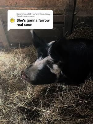 Replying to @608 Honey Company-Brad bacon seeds loading… #beardedbeeman #farm #farmtok #homestead #raisingpigs #pasturepig #foru #forupage #foryoupage #fypage #fyp #fy 