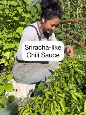 SRIRACHA-LIKE CHILI SAUCE #homemadesriracha #diysriracha #homegrownchili #chilipeppers #farmtotable #DIY #chilisauce #vietnamesechilisauce #thaichilisauce  - recipe credit @Mike Hultquist 