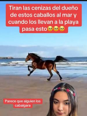 El dueño de estos caballos pidió que sus cenizas fueran esparcidas en el mar y sus caballos en la playa siempre corren como si el los cabalgara #wildhorses #horses #horsesoftiktok #horse #horsetok #equestrian #fyp #cheval #fypage #viral #viralvideo #pferd 