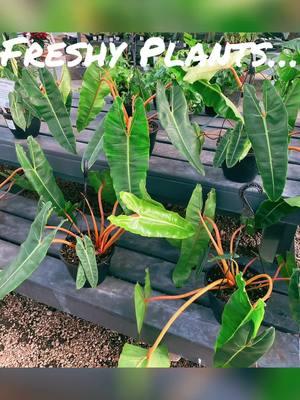 Visit us in Sanford, Florida by appointments, shipping available or eBay shop: https://www.ebay.com/usr/freshyplants https://www.tiktok.com/@freshyplants.usa?_t=8s5JcrQmkSU&_r=1#plant #plants #plantsvszombies #planta #planta #freshyplants #plantsvszombies #freshyplants #plantsoftiktok #liveplants #monstera #planttiktok #tinydreamsbigthings #planta 