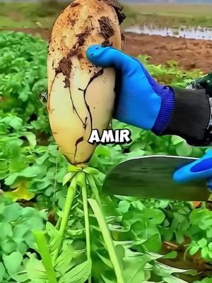 Amir where is my food..... #redditstories #reddit_tiktok #reddit #chatstory #storytime #texts #textstory #textstories #funnystory #storytime #100million #views #foryou #growmyaccount #foryoupagе #fyp #100k #fullforyou #viral #unfreezemyacount 