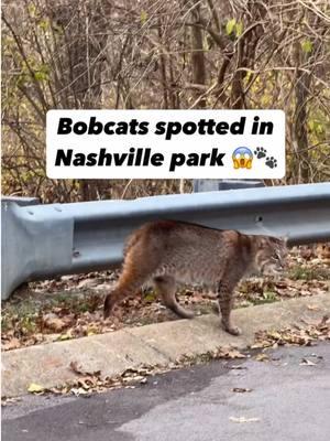 Two small bobcats were spotted in Nashville the day after Christmas at the entrance of Ravenwood Park on the edge of Donelson and Hermitage. This is not the first bobcat sighting in Nashville this year, as some have been seen roaming through other neighborhoods just a few months ago! According to TWRA, bobcats can be found all across Tennessee.  #xplrnash #nashvilletn #bobcat #inthewild #spotted #news #happeningnow #tennessee 