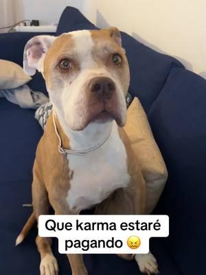 Que karma estaré pagando 😖 #perros #perrostiktokers #pitbulllove #amor #perrunos #pitbulls #perritos #peludos 