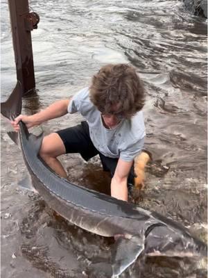 Huge fish😳 #sturgeon #hugefish #fishing #rivermonsters #minnesota #Outdoors 