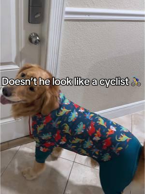 My cyclist!! 😂❤️ #goldenretriever #goldenretrieverlife #puppydog #goldenretrieverpuppies #goldenretrievers #dogclothes #cutedogclothes #clothes #dogdressup 