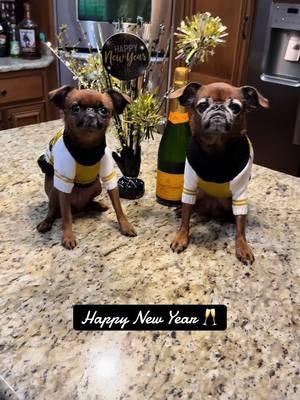 Cheers 🥂🍾!! #cheers #happynewyear #2025 #fyp #brusselsgriffon #doglover #champagne #letsparty #dogs #celebrate #cute 