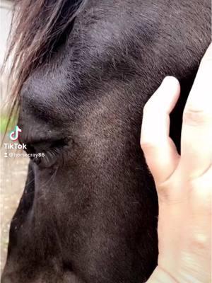 Projecting my energy through my hands to the horse in order to share my calmness. I love watching them fall asleep #horses #onewiththehorse #mustang #treadsoftlyhorsetraining 