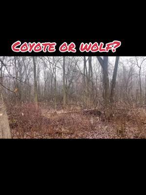 Coyote or wolf? #2024Trending #LOOK #Michigan #Sasquatch #mythical #Paranormal #Rottweiler #🥹 #outdooradventures #realorfake? #Outdoors#Michigan creatures.#cool sounding#Love mother nature#snowstorm, coming in#Love#TikTok trending#viral video#