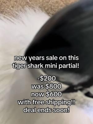 could be all yours for the low price of $599.99!! (+1 cent) #furryfandom #furry #masktrade #dinomaskfurry #furrytiktok #dinomaskfurrytiktok #fyp #forsale #maskforsale #fursuitforsaleopen 