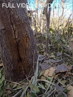 Killer Bees in Trees on New Years Eve #killerbeeguy #invasivespecies #honeybee #killerbee 