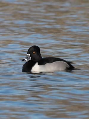 Ole ring neck duck #waterfowl #duck #ringneck #fy #foryoupage #fyp 