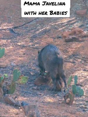 #Javelina #MaranaArizona #MaranaAZ #Arizona 