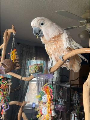 Just a sweet girl living her best life since rescue #askamelia #moluccancockatoo #birdrescue #cockatoo #animalsoftiktok #parrot #aww #cuteanimals 