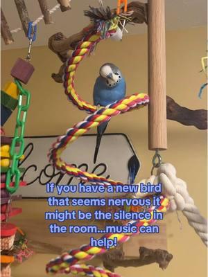 Birds like to chirp to music! (Especially to their favorite songs) #foryou #birds #parakeets #birdsoftiktok #animals #animalsoftiktok #parakeetsoftiktok #budgiesoftiktok #budgies #parrotsoftiktok #parrot #foryoupage #fyp 