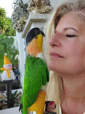 kukito ..El Rey de la casa !! así es de amoroso!!❤️♥️ #cotorra  #caique  #papilleros  #lovebirds  #pajaritos  #amor  #foryou  #Love  #amigos 