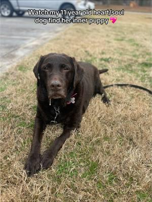 Mocha loves her bff Choco. He brought out her inner puppy. It’s always great to spend time with friends. 💖🐾 #servicedog #diabeticalertdog #retiredservicedog #t1d #ptsd #pots #endometriosis #seniordog 