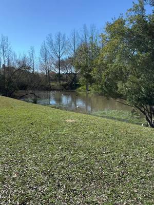 This is what winter looks like in South Louisiana. #lakelife  #muscovyducks #Louisiana #countrylife #ducksoftiktok #73degrees #sunny 