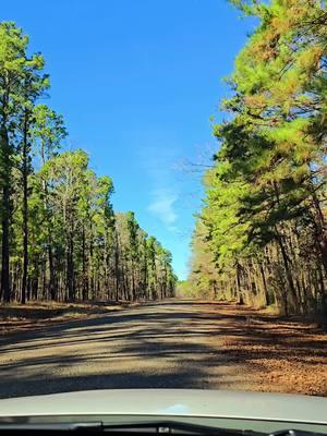 #happynewyears #now #and #forever #countryroad #countrylife #Pine #trees #forest #lakeside #hunting #deer #behappy #foryoupage 