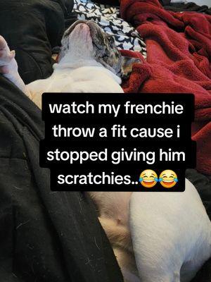 please tell me my frenchie isn't the only one who throws fits like this.. 😭🤣🤌🏻#frenchie #spoileddog #frenchbulldog ##cutedogs ##dogsoftiktok #frenchielife  #funnyfrenchbulldogs 