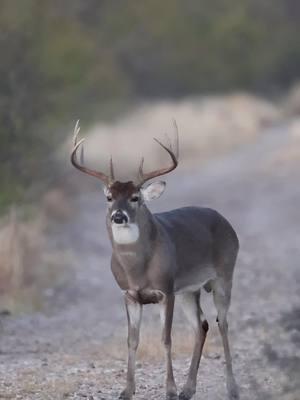 Its new years day here on the border!!! #southtexas #raxmaxdeerfeed #brushcountry #fypp #godscountry #wildlifephotography #wildlifeaddicts #lowfence #Outdoors #deercamp #viral #rut 