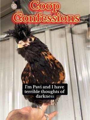 Yes, Pavi is a girl. No, we don’t know why she’s this way - - - #coopconfessions #belltherooster #bell #babybell #probsbitching #fyp #funny #comedy #laugh #share #havefun #smile #storytime #storytelling #story #animals #farm #farmlife #chicken #chickens #rooster #funnyanimals #chickens #chickensoftiktok #chickentok 