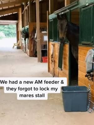 I will never. Ever. Forget this. HAHA #bestmareever #goodgirl #baymare #OTTB #groundtie #sosmart #cathylajoie #farmlife #bettybarrel #fypシ #fypシ゚viral 